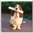 Littlewags Dog Training School