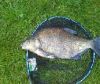 Mullingar Coarse Angling Club