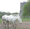 Castlepark Equestrian 1