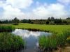 Castleisland Golf Club 1