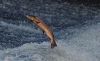 Clonmel Angling - River Suir